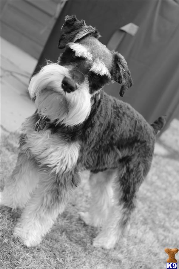 Miniature Schnauzer Stud Dog Baron Von Dieter 13 Years old