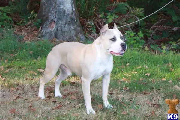 American Pit Bull stud dog