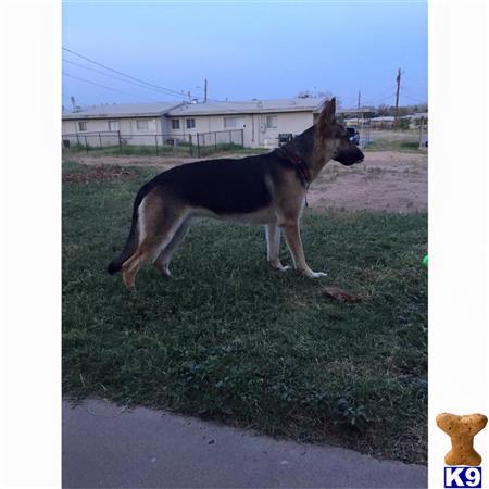 a german shepherd dog standing on grass