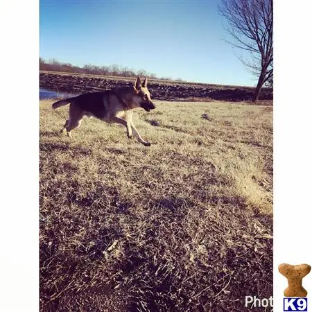 German Shepherd stud dog