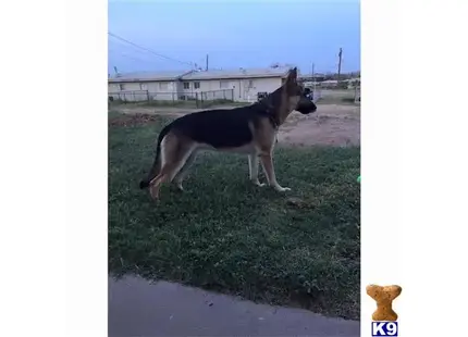 German Shepherd