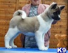 akita puppy posted by basonbric