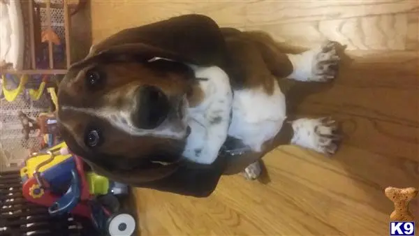 Basset Hound