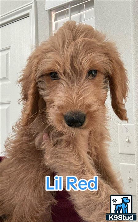 a goldendoodles dog with a persons face