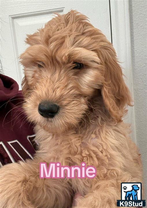 a goldendoodles dog sitting on a couch