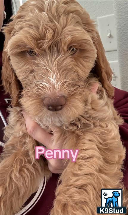 a goldendoodles dog with a persons hand on its face