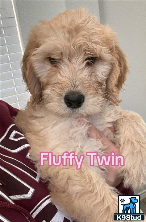 a goldendoodles dog with a persons hand on its chest