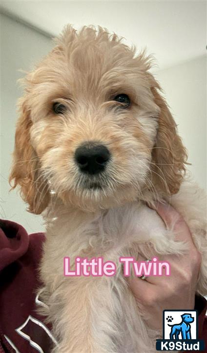 a goldendoodles dog with a persons hand holding it