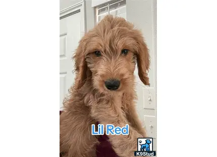 a goldendoodles dog with a persons face