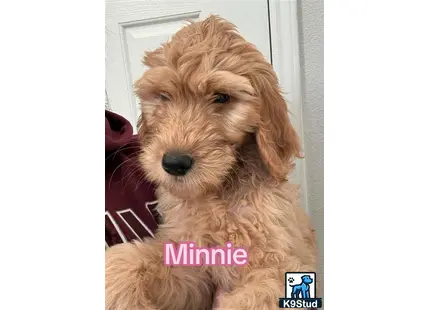 a goldendoodles dog sitting on a couch