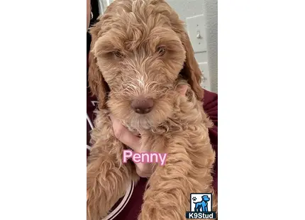 a goldendoodles dog with a persons hand on its face