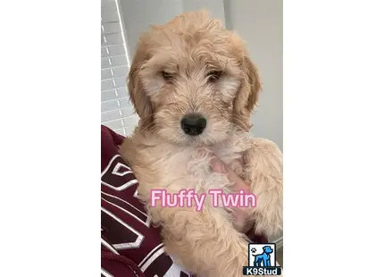 a goldendoodles dog with a persons hand on its chest