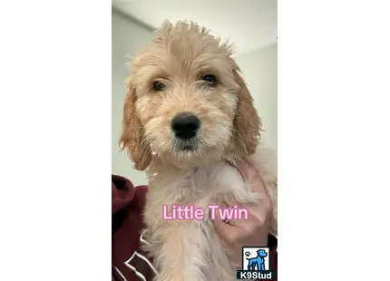 a goldendoodles dog with a persons hand holding it