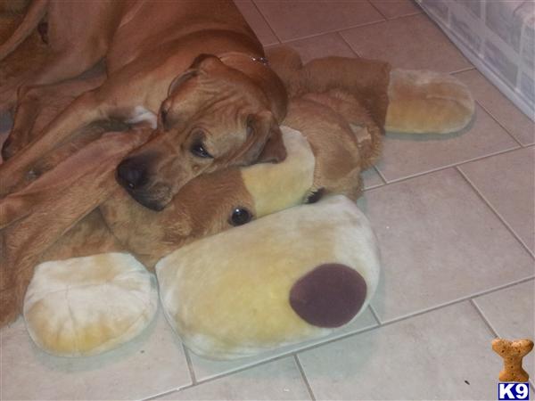 Rhodesian Ridgeback stud dog