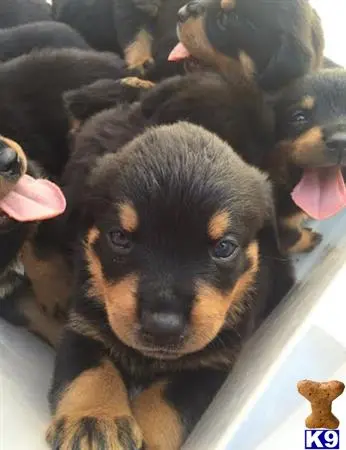 Rottweiler puppy for sale