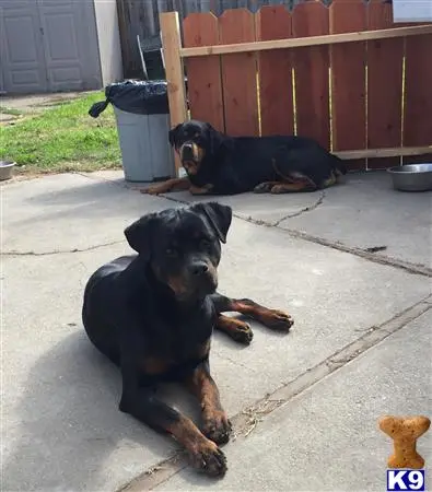 Rottweiler puppy for sale