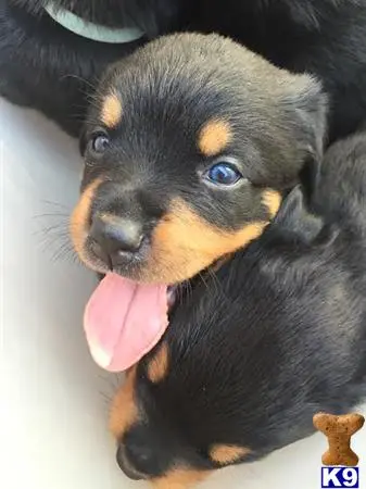 Rottweiler puppy for sale