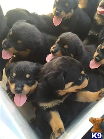 Rottweiler puppy for sale