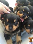 rottweiler puppy posted by bayarearotties