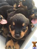 rottweiler puppy posted by bayarearotties