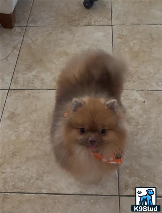a small animal eating food