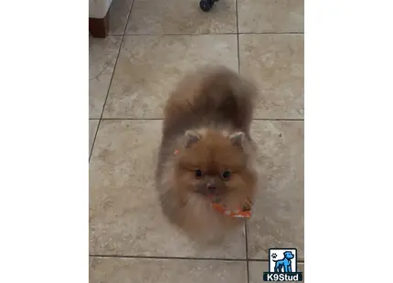 a small animal eating food