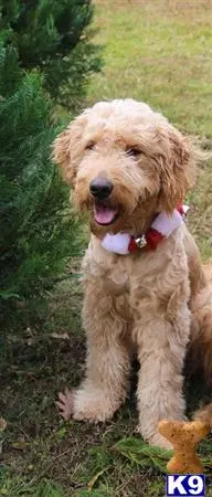 Goldendoodles stud dog