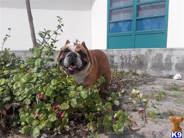 English Bulldog stud dog