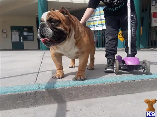 English Bulldog stud dog