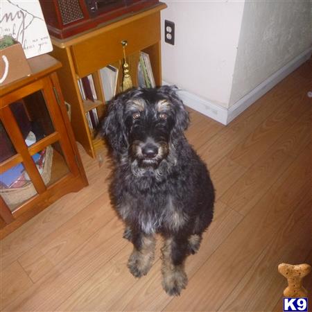 Aussie Poo female dog