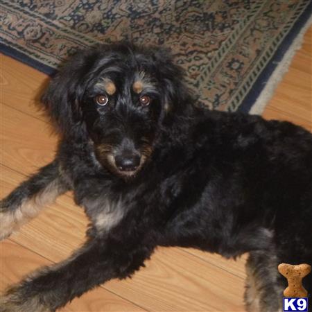 Aussie Poo female dog
