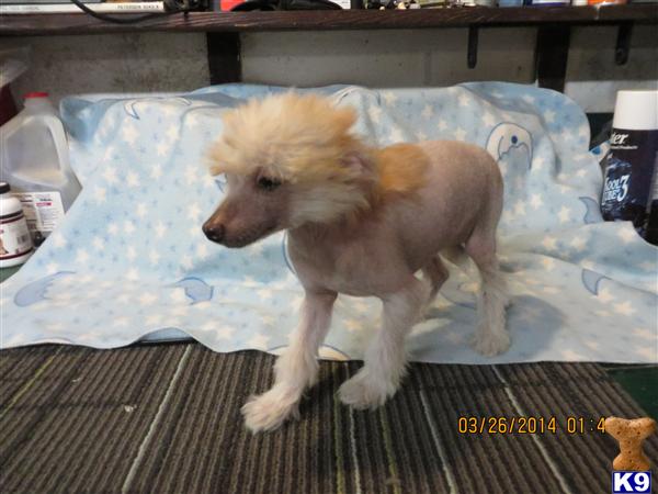 chinese crested puppy posted by bbevan11