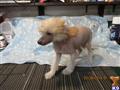 chinese crested puppy posted by bbevan11