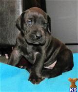 great dane puppy posted by bbgreatdanes