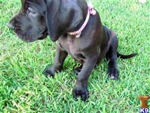 great dane puppy posted by bbgreatdanes