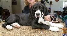great dane puppy posted by bbgreatdanes