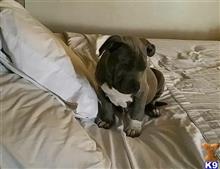 american pit bull puppy posted by bbrandonkingg