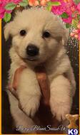 white swiss shepherd puppy posted by bbsus