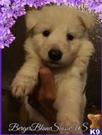 white swiss shepherd puppy posted by bbsus