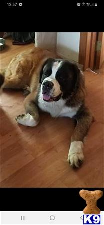 a saint bernard dog lying on the floor