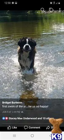 Saint Bernard stud dog