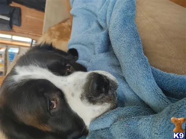 Saint Bernard stud dog