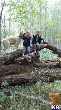 Golden Retriever female dog