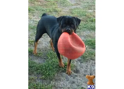 Rottweiler