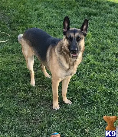 German Shepherd stud dog