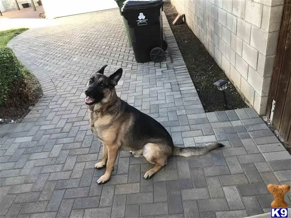 German Shepherd stud dog