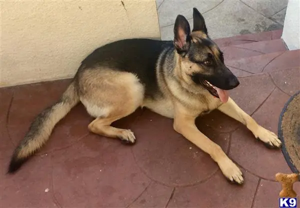 German Shepherd stud dog