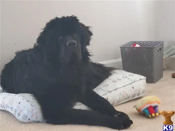 Newfoundland stud dog