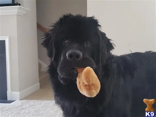 Newfoundland stud dog