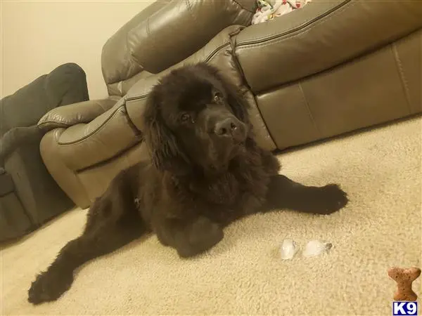 Newfoundland puppy for sale